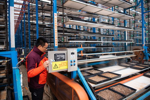 湖南江南生态农业科技开发负责人薛永强 苗床调试与现代农业租赁服务